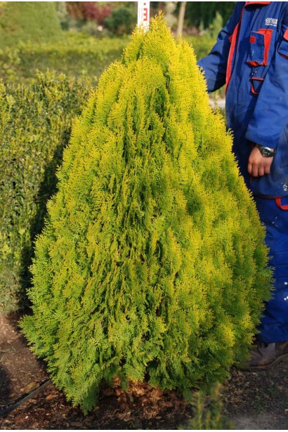 Туя восточная Ауреа Нана - ком70кг/вис.140-150/Ø70-75